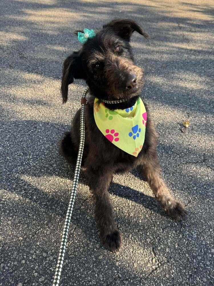 Snapple, Adoptable, Young Female Mixed Breed.