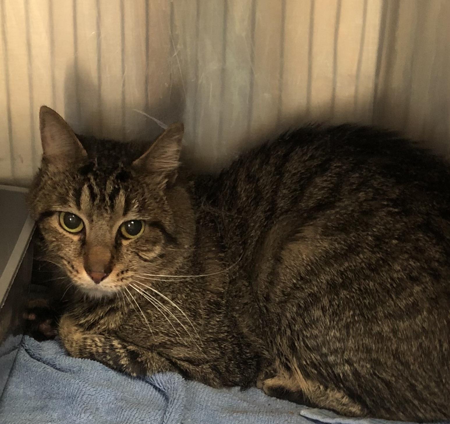 Enlarge Mr whiskers , an adoptable mixed breed in Parma, OH image 1/1