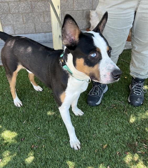 Tango, a ADOPTABLE mixed breed in Phoenix, OR image 6/6