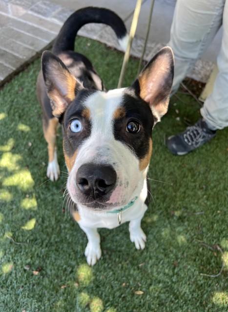 Tango, a ADOPTABLE mixed breed in Phoenix, OR image 2/6
