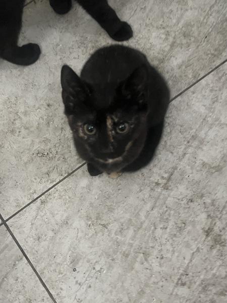 Sissy, Adoptable, Kitten Female Domestic Short Hair.