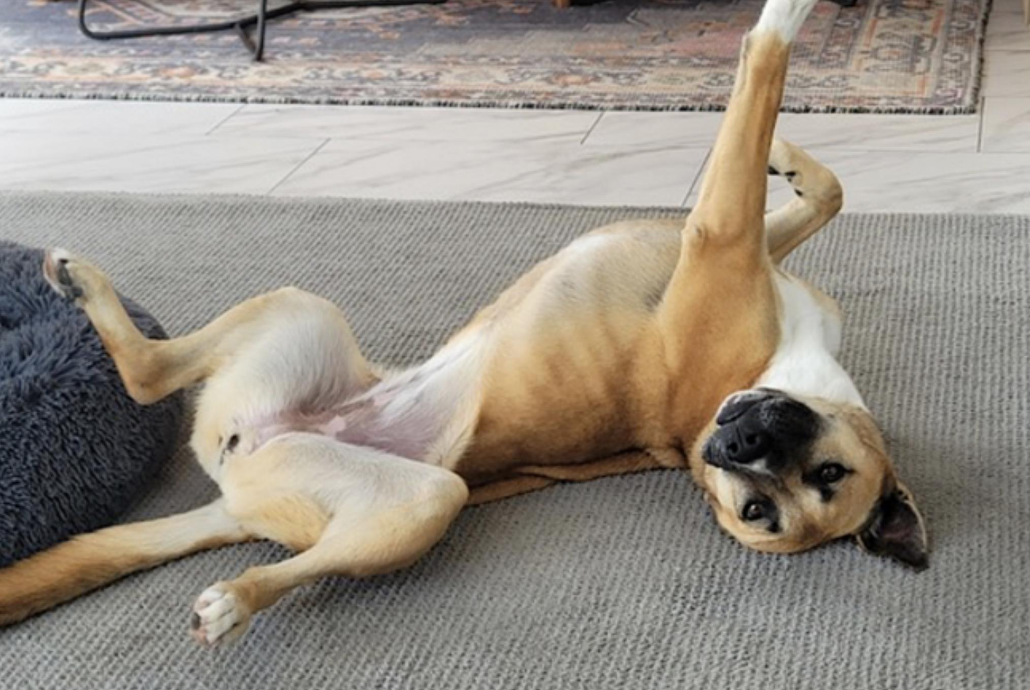 Enlarge Sage, a other mixed breed in Seattle, WA image 3/6