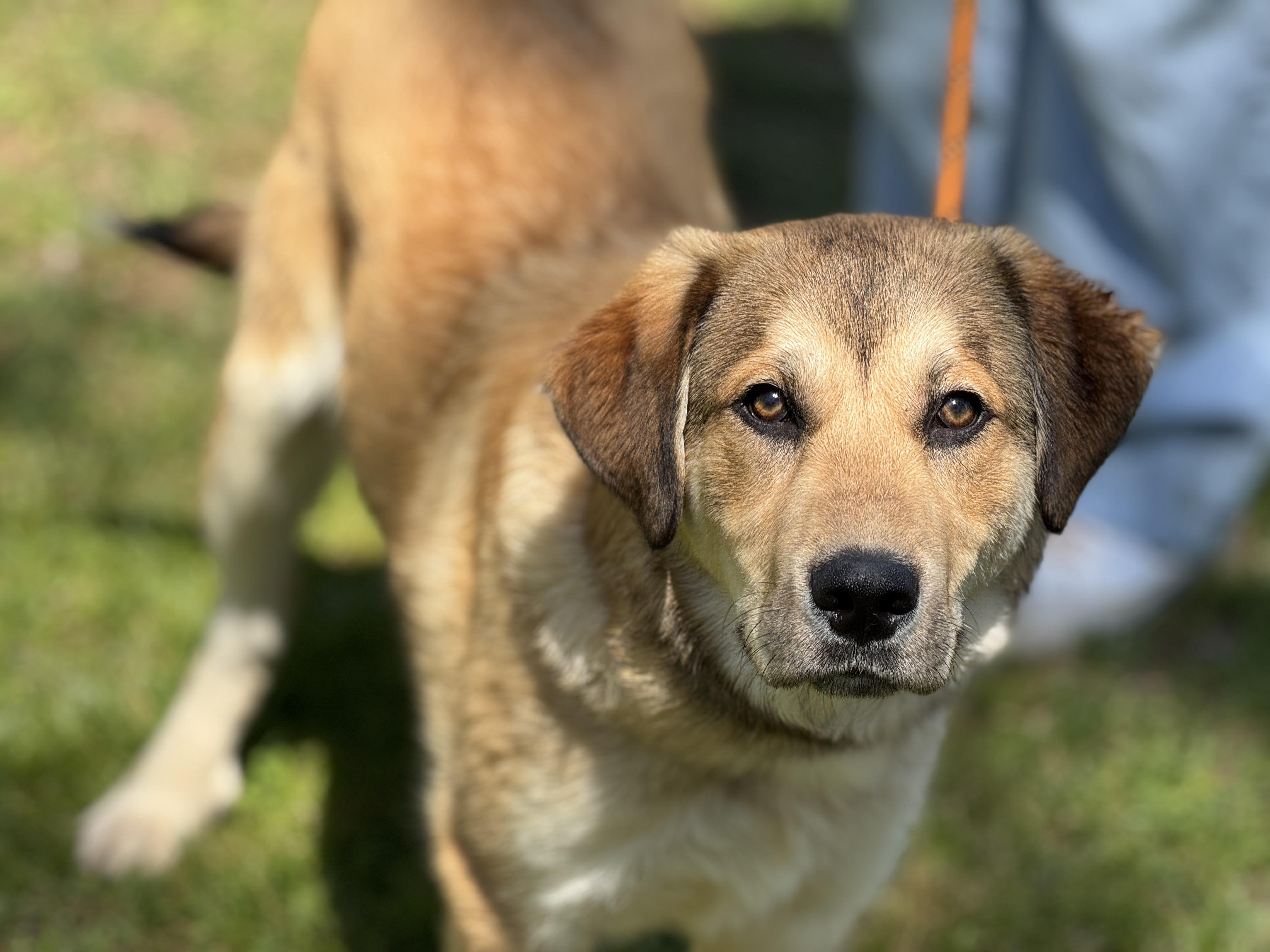 Enlarge Rowlf, a ADOPTABLE mixed breed in Midlothian, VA image 6/6