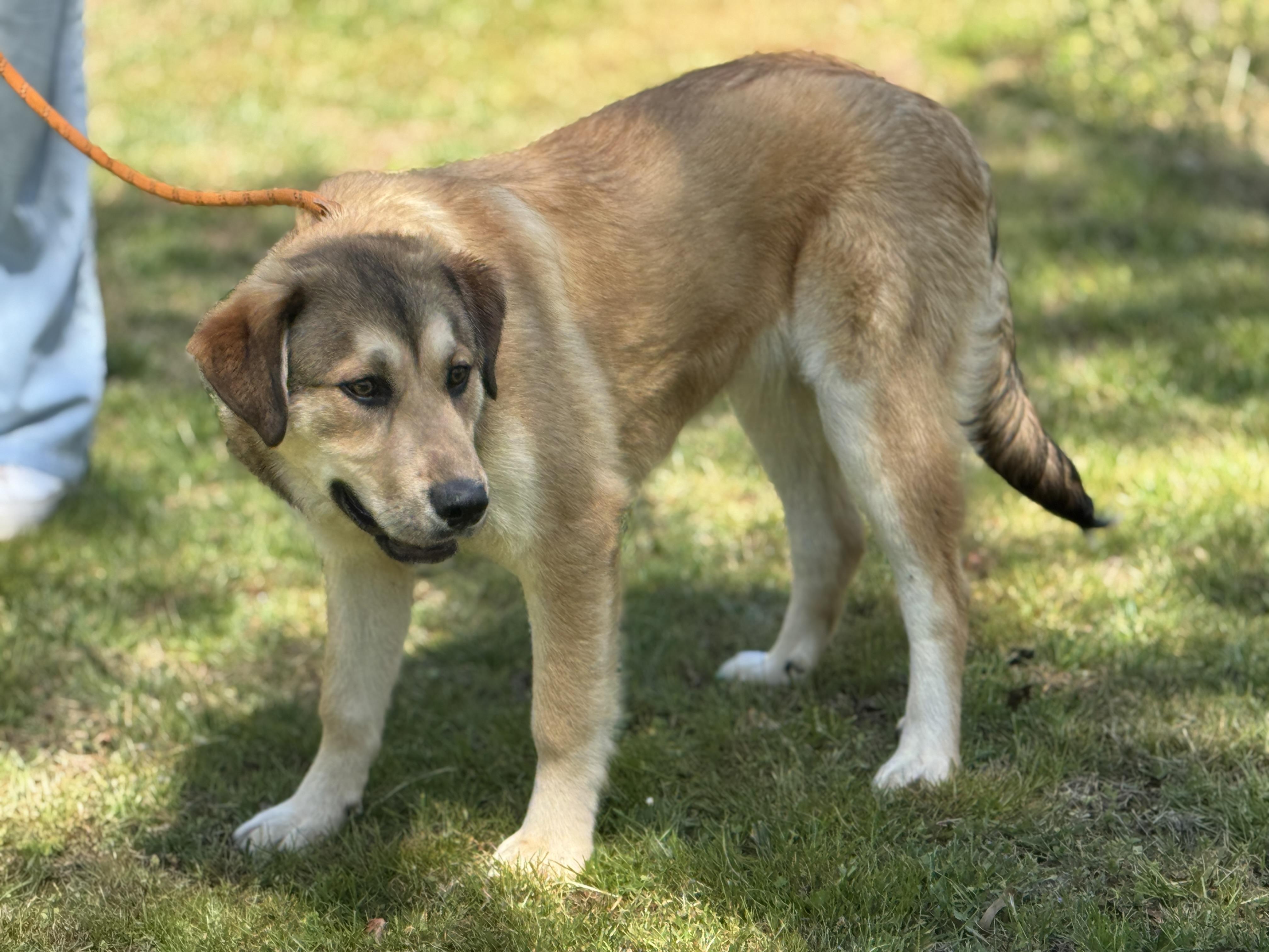 Enlarge Rowlf, a ADOPTABLE mixed breed in Midlothian, VA image 5/6