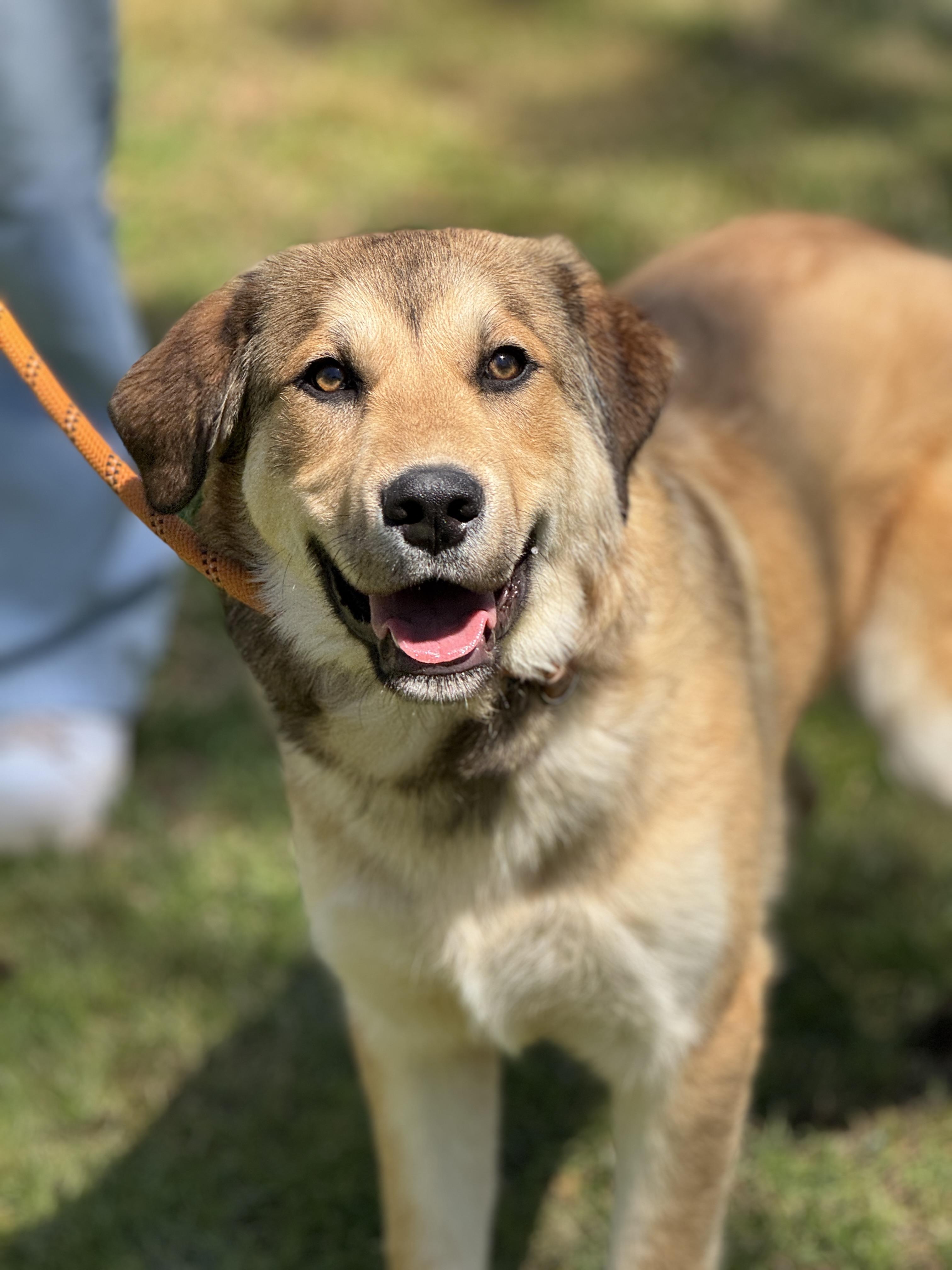 Enlarge Rowlf, a ADOPTABLE mixed breed in Midlothian, VA image 4/6