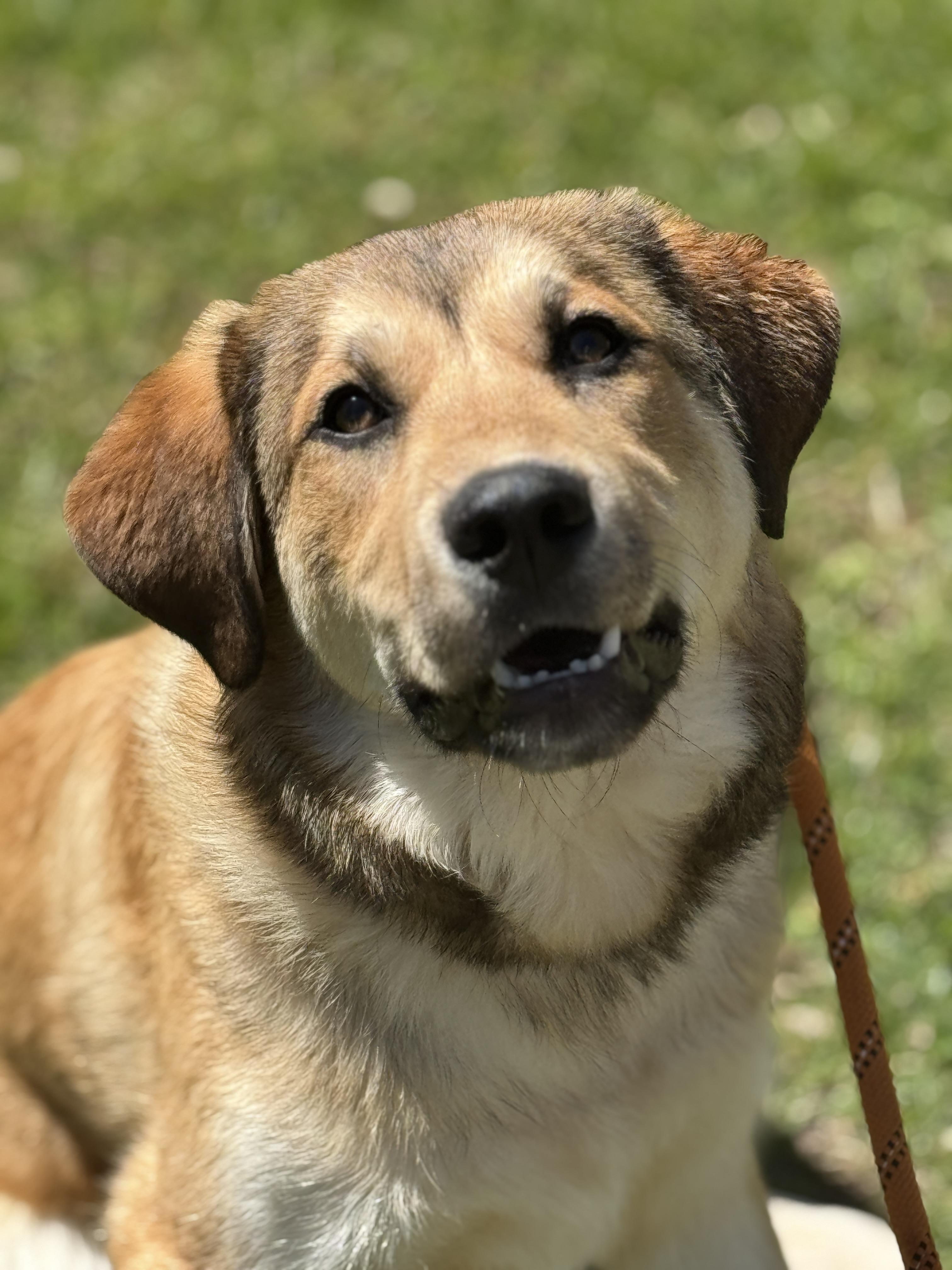 Enlarge Rowlf, a ADOPTABLE mixed breed in Midlothian, VA image 3/6
