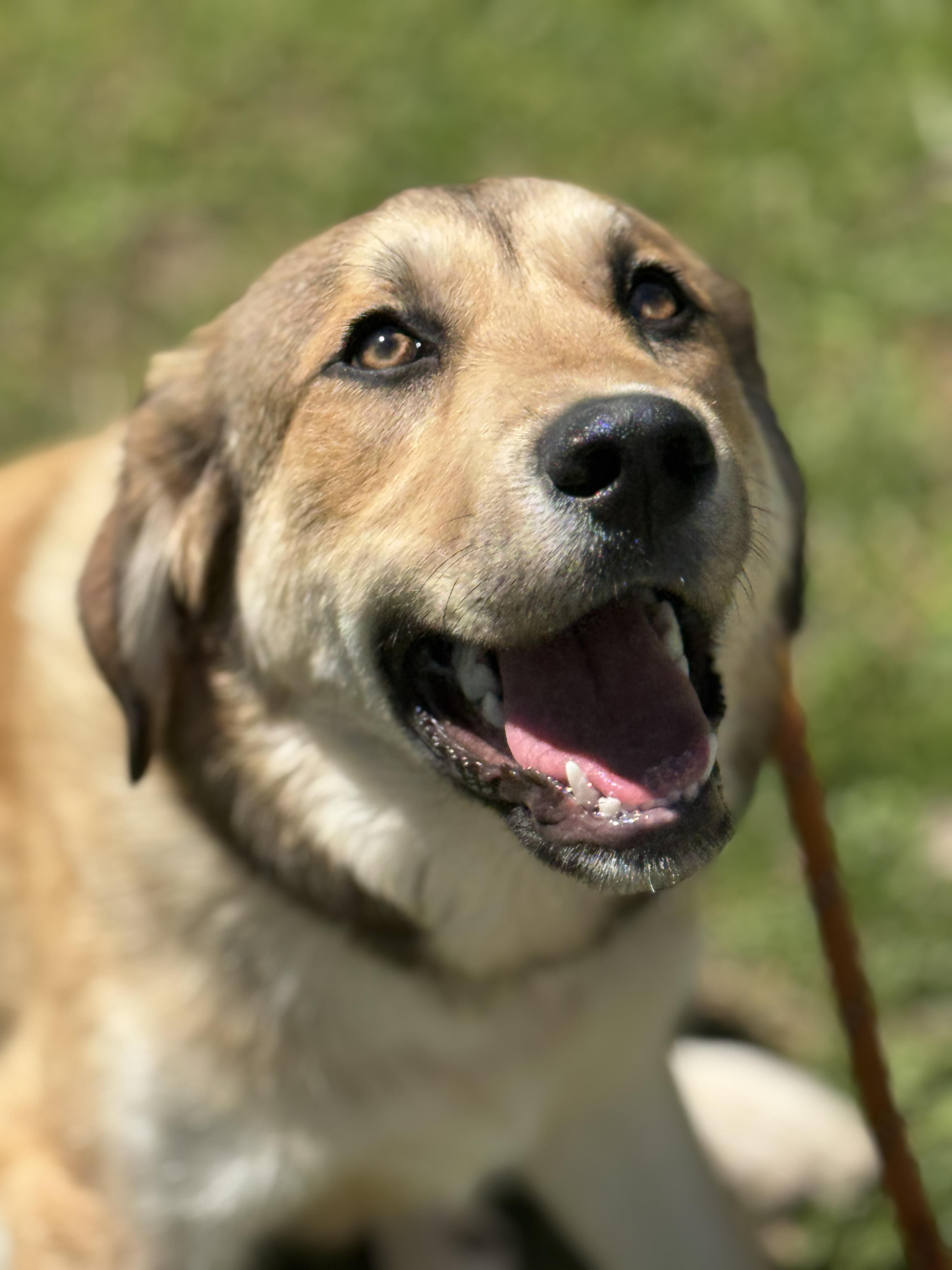 Enlarge Rowlf, a ADOPTABLE mixed breed in Midlothian, VA image 2/6