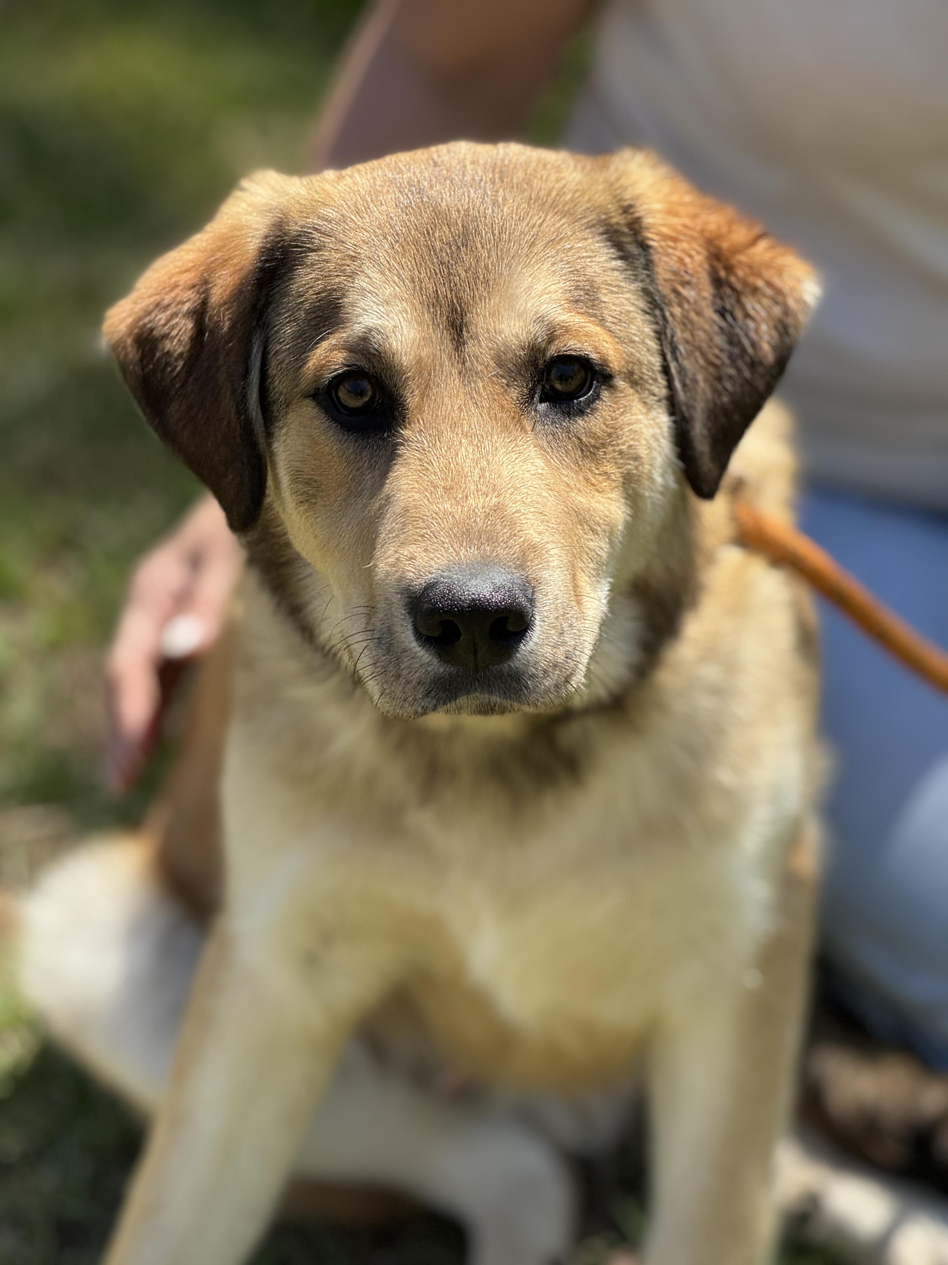 Rowlf, ADOPTABLE, Young Male Retriever & Great Pyrenees.