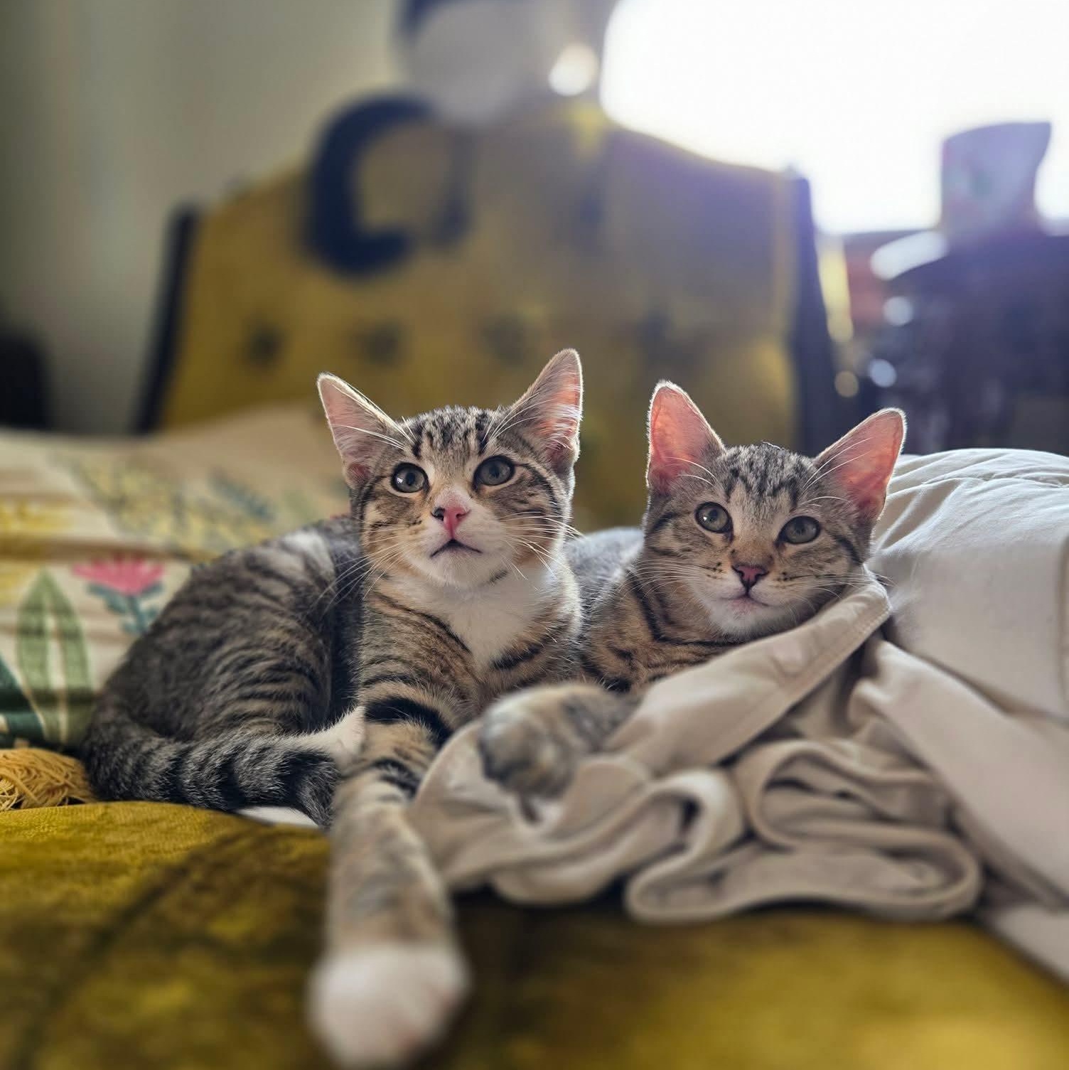 Enlarge Guppy, an adopted Domestic Short Hair in East Peoria, IL image 2/4