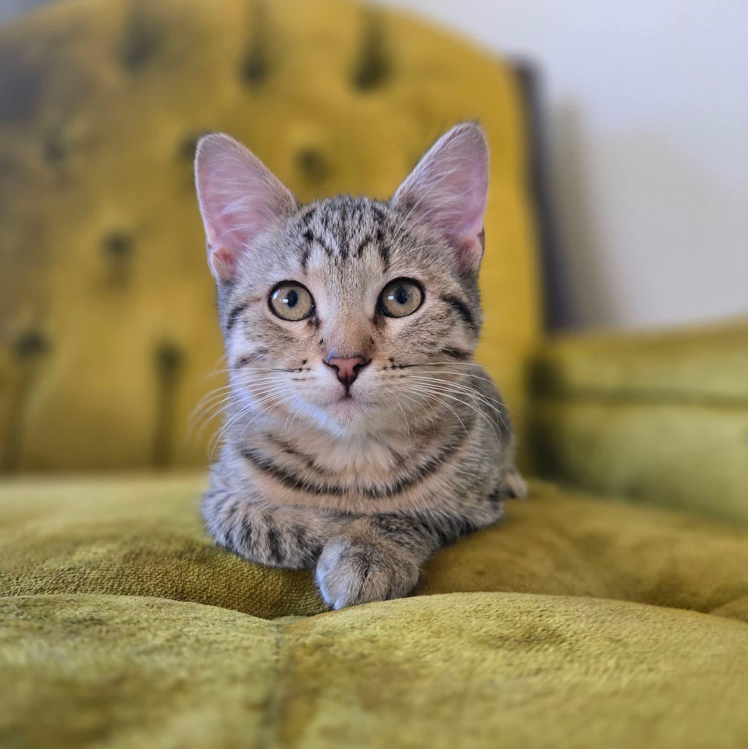 Enlarge Guppy, an adopted Domestic Short Hair in East Peoria, IL image 3/4