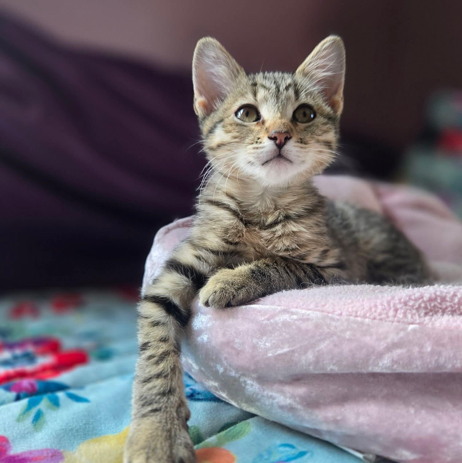 Guppy, adopted, Kitten Female Domestic Short Hair.