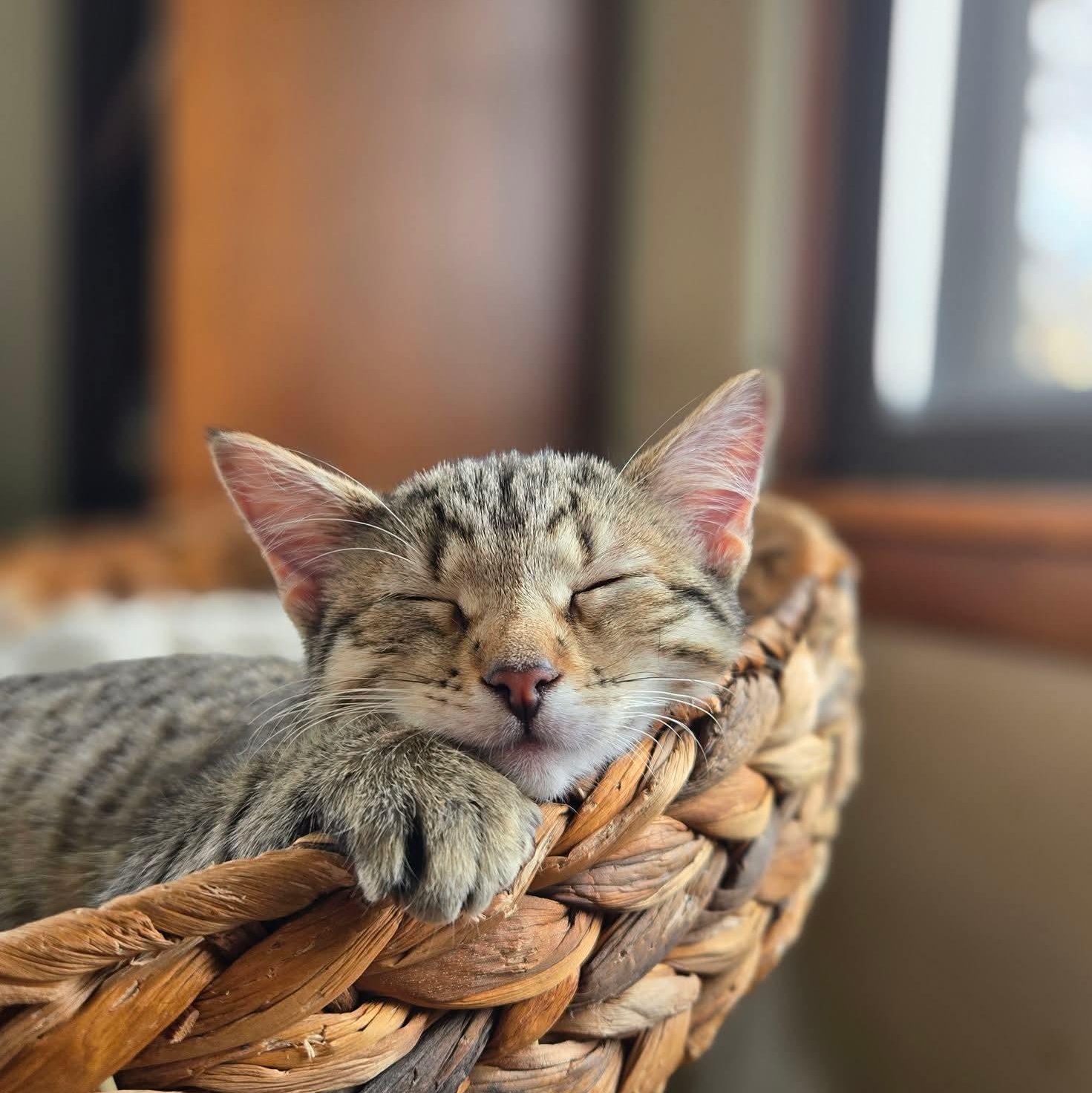 Enlarge Guppy, an adopted Domestic Short Hair in East Peoria, IL image 4/4