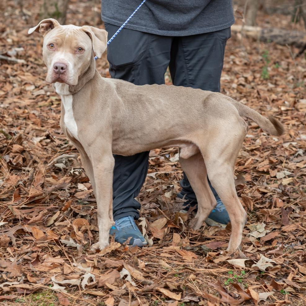 GREG-30395, Adoptable, Adult Male Pit Bull Terrier.