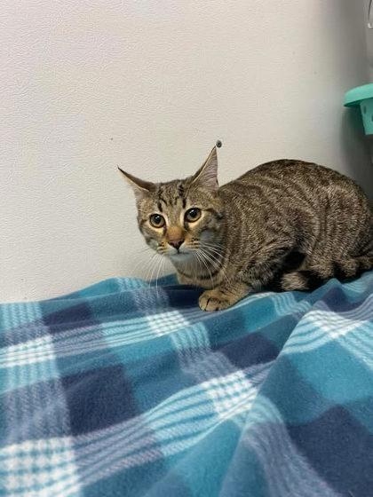 George, Adoptable, Adult Male Domestic Short Hair & Domestic Short Hair.