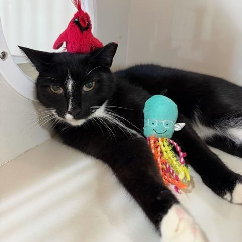 Enlarge Mr. Nubs, a Adoptable Domestic Short Hair in East Brunswick, NJ image 2/6