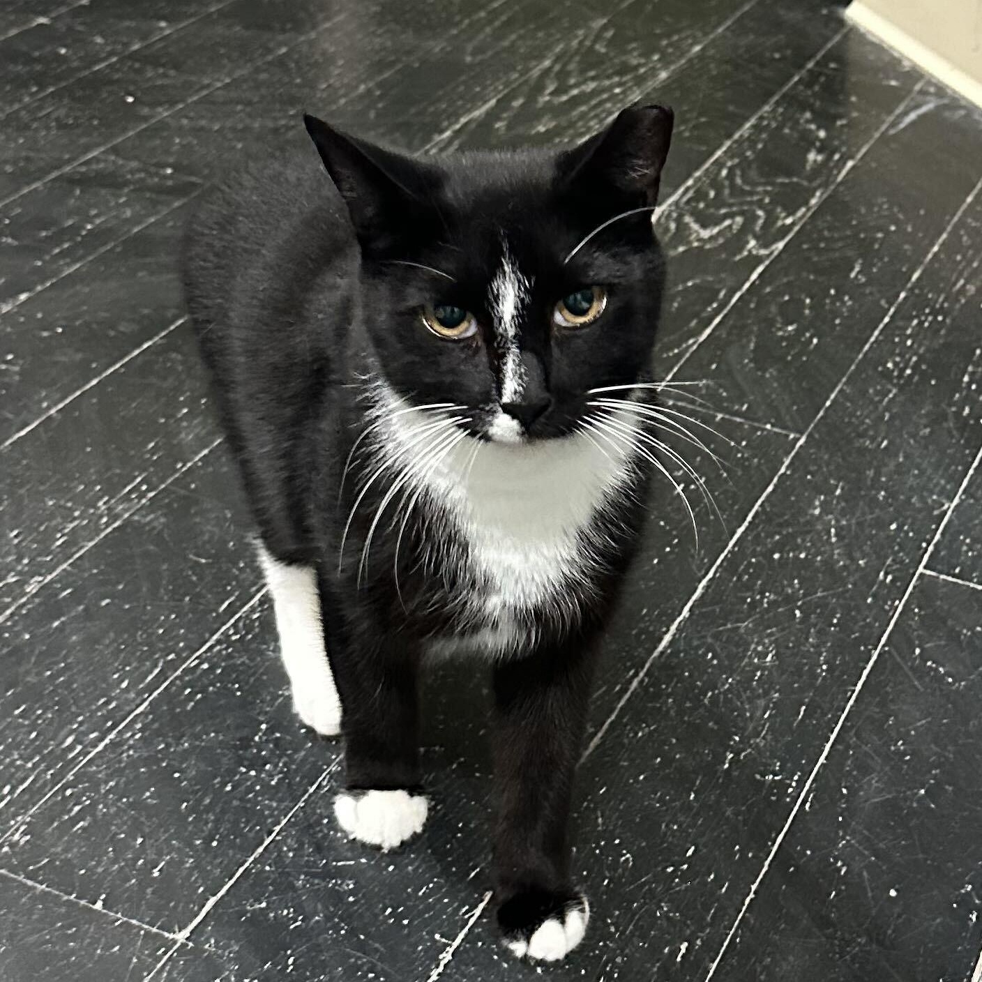 Enlarge Mr. Nubs, a Adoptable Domestic Short Hair in East Brunswick, NJ image 3/6