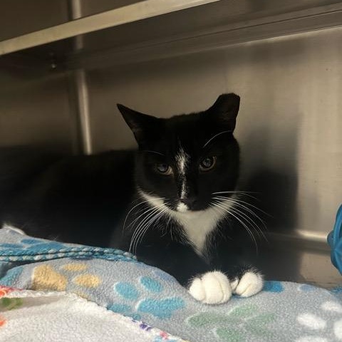 Enlarge Mr. Nubs, a Adoptable Domestic Short Hair in East Brunswick, NJ image 5/6