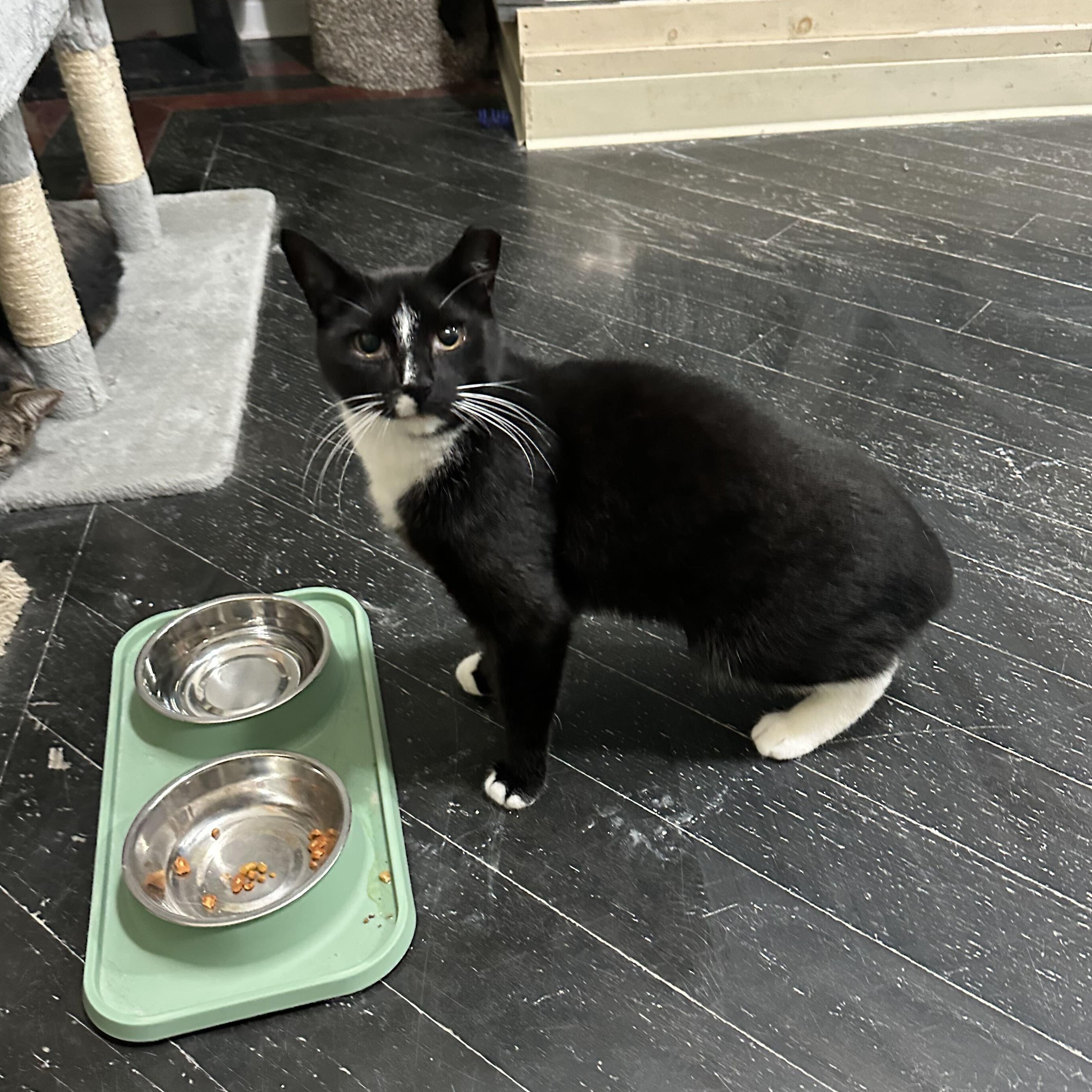 Enlarge Mr. Nubs, a Adoptable Domestic Short Hair in East Brunswick, NJ image 6/6