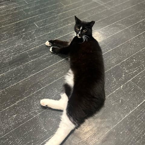 Mr. Nubs, Adoptable, Adult Male Domestic Short Hair.