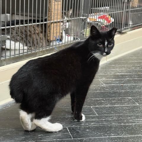 Enlarge Mr. Nubs, a Adoptable Domestic Short Hair in East Brunswick, NJ image 4/6