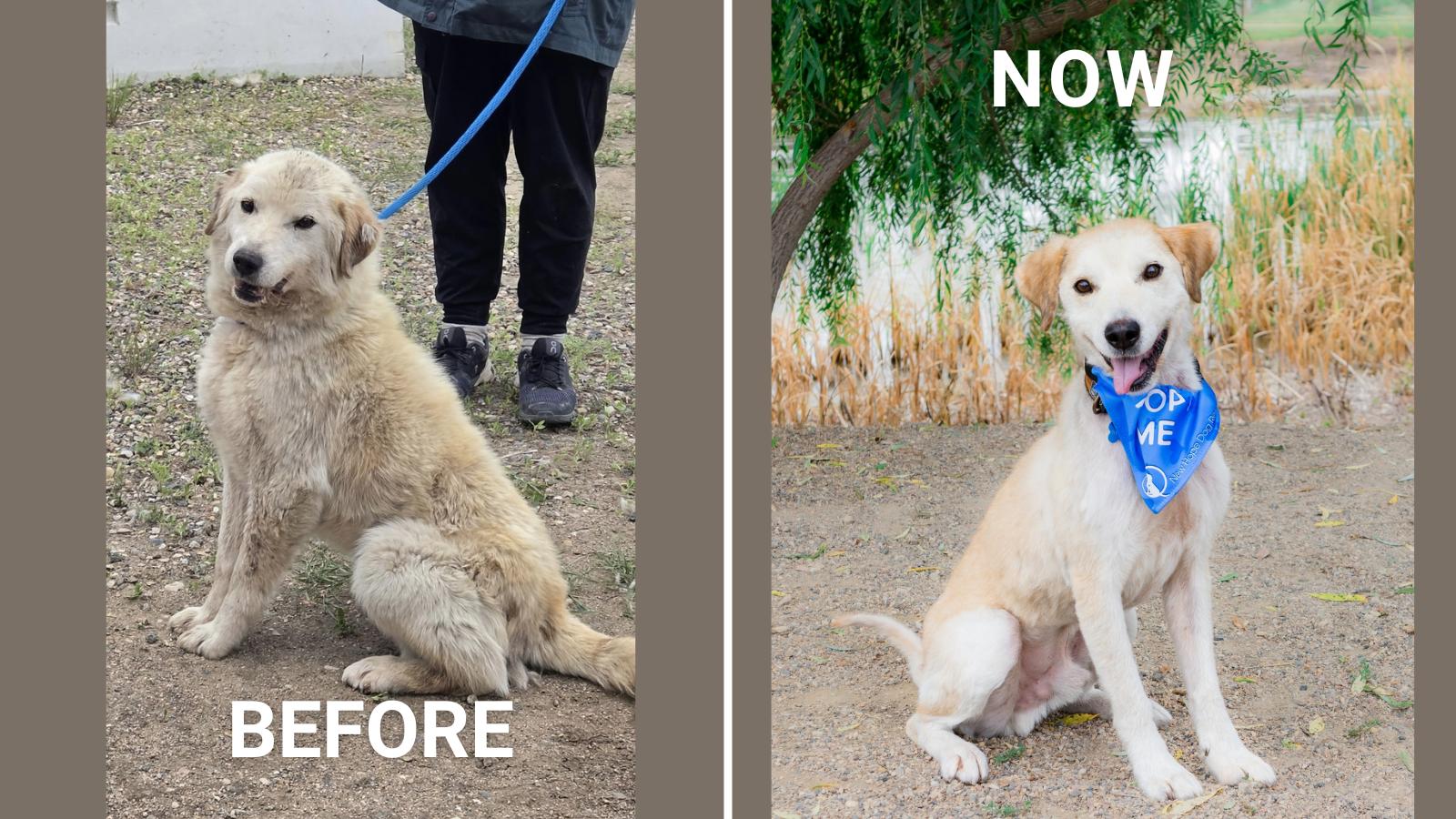 Echo, adoptable, Senior Male Mixed Breed.