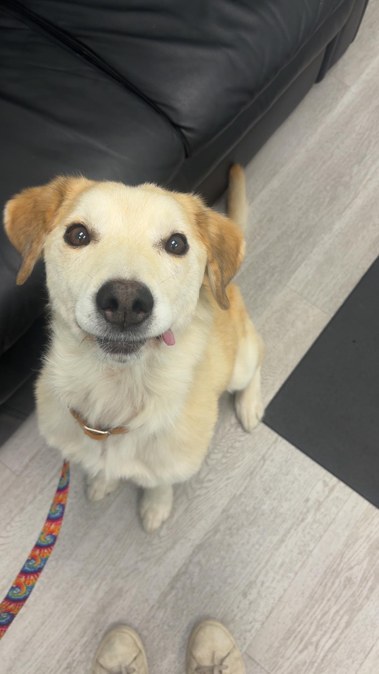 Echo, an adoptable mixed breed in Saskatoon, SK image 2/6