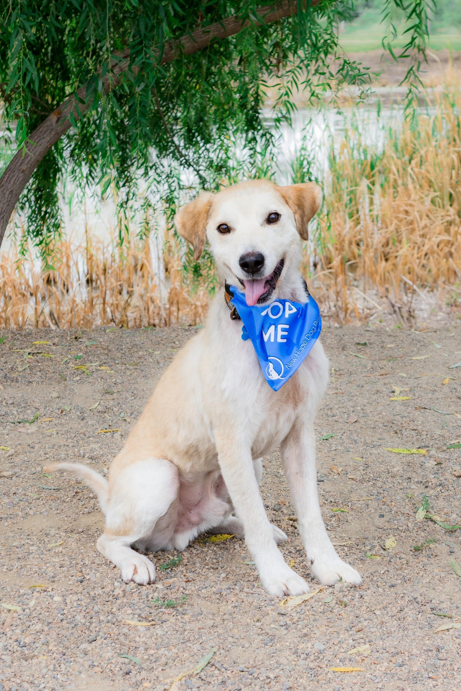 Echo, an adoptable mixed breed in Saskatoon, SK image 2/6