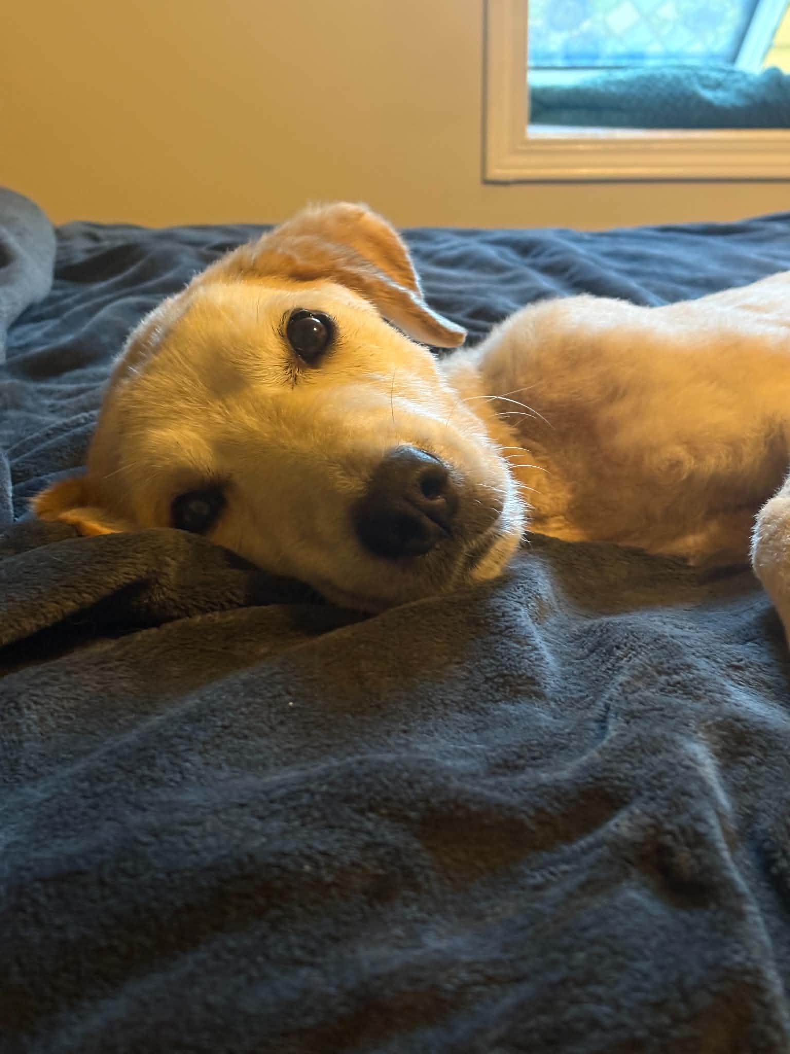 Enlarge Echo, an adoptable mixed breed in Saskatoon, SK image 4/4
