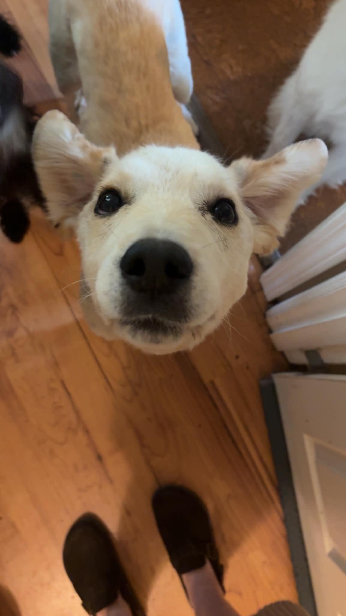 Enlarge Echo, an adoptable mixed breed in Saskatoon, SK image 2/4