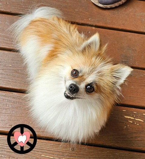 Enlarge Gypsy, a Adopted Pomeranian in Lebanon, PA image 2/2
