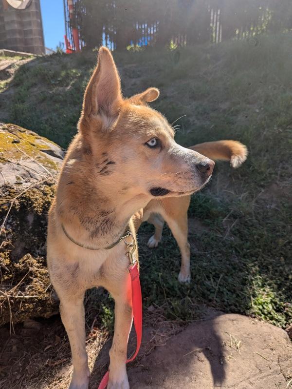 TJ, Adoptable, Adult Male Mixed Breed.