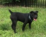Enlarge Barry, a Adoptable mixed breed in Boyne City, MI image 1/1