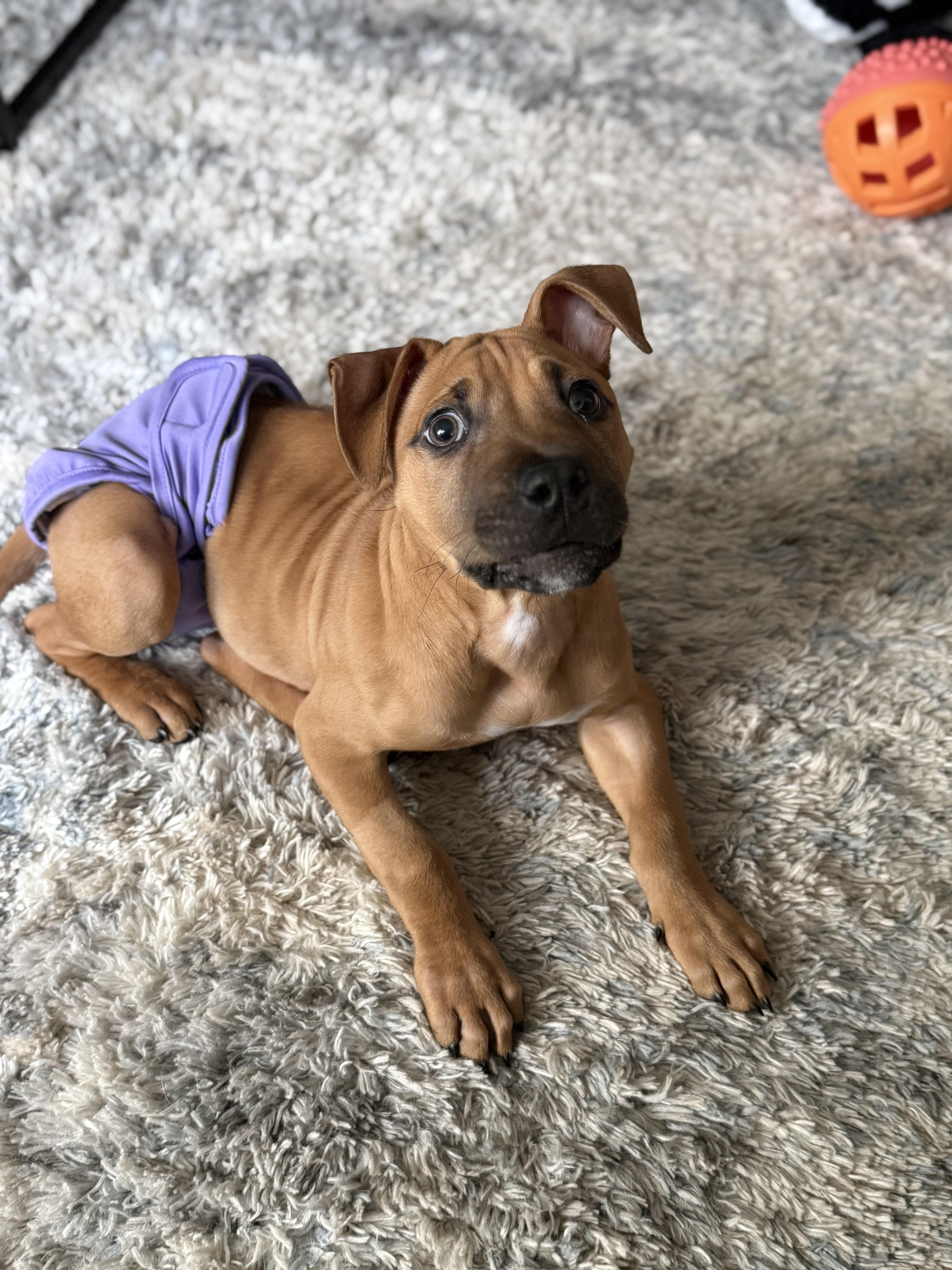Lyra, ADOPTABLE, Puppy Female Shepherd & Pit Bull Terrier.