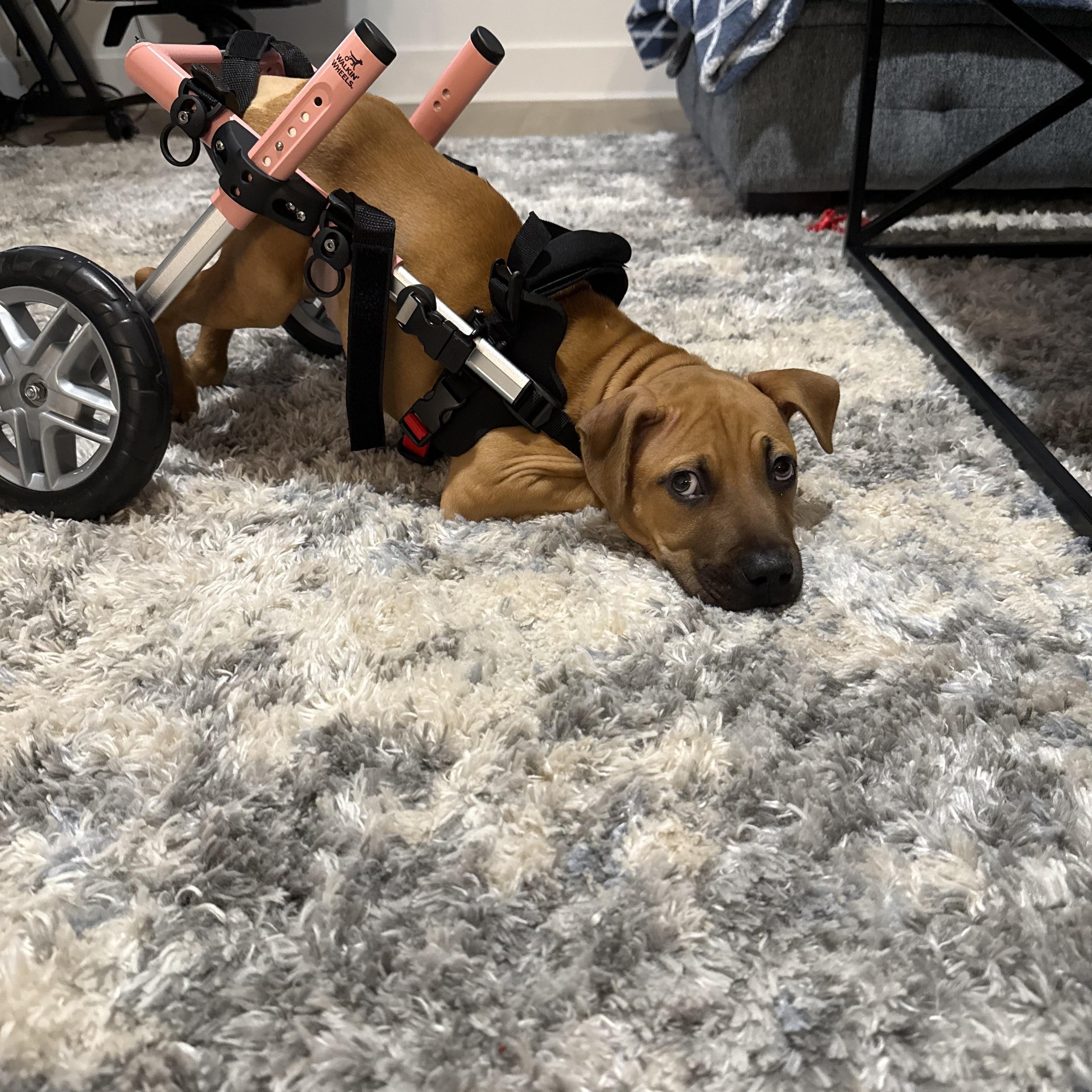 Enlarge Lyra, a ADOPTABLE mixed breed in Tampa, FL image 4/4