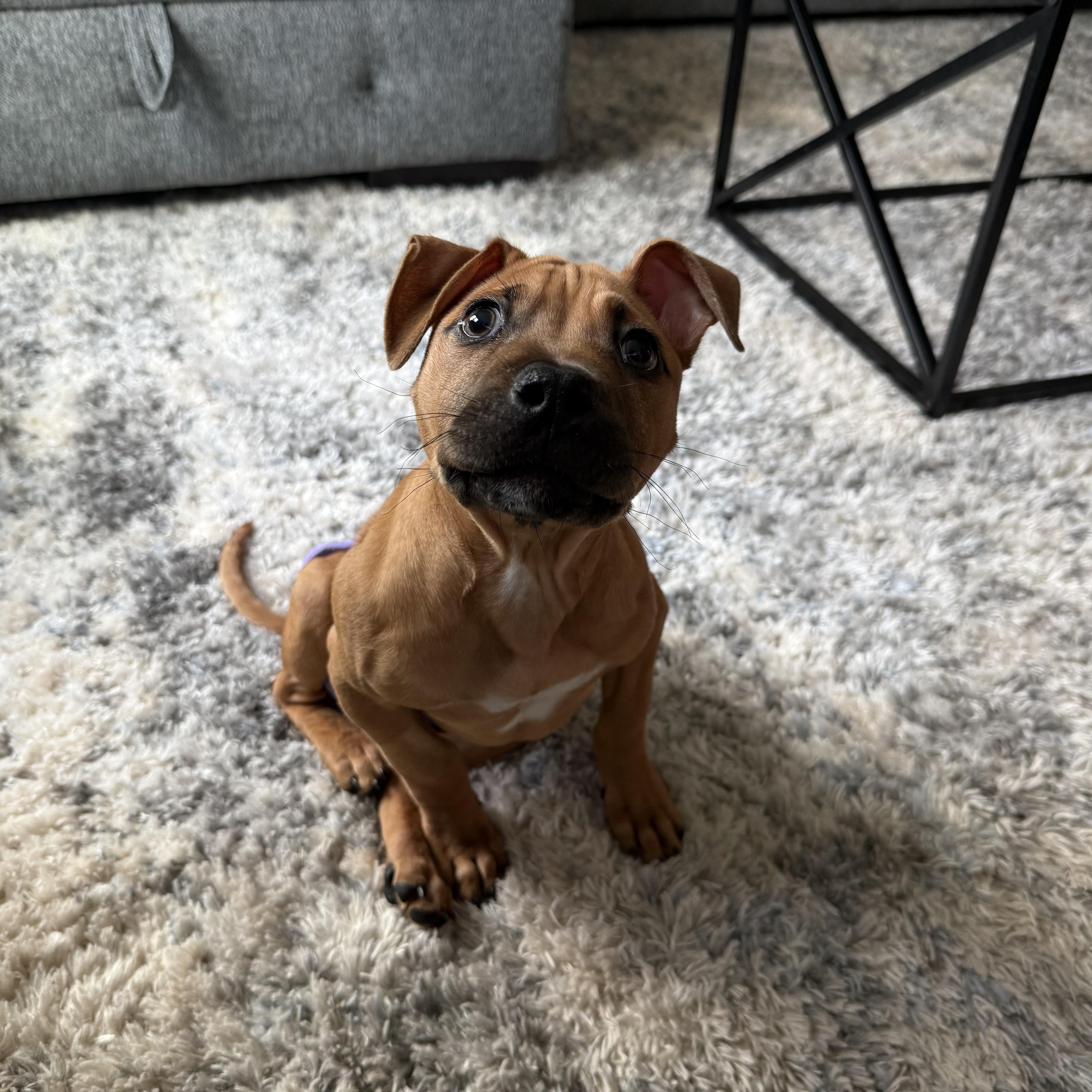 Enlarge Lyra, a ADOPTABLE mixed breed in Tampa, FL image 3/4
