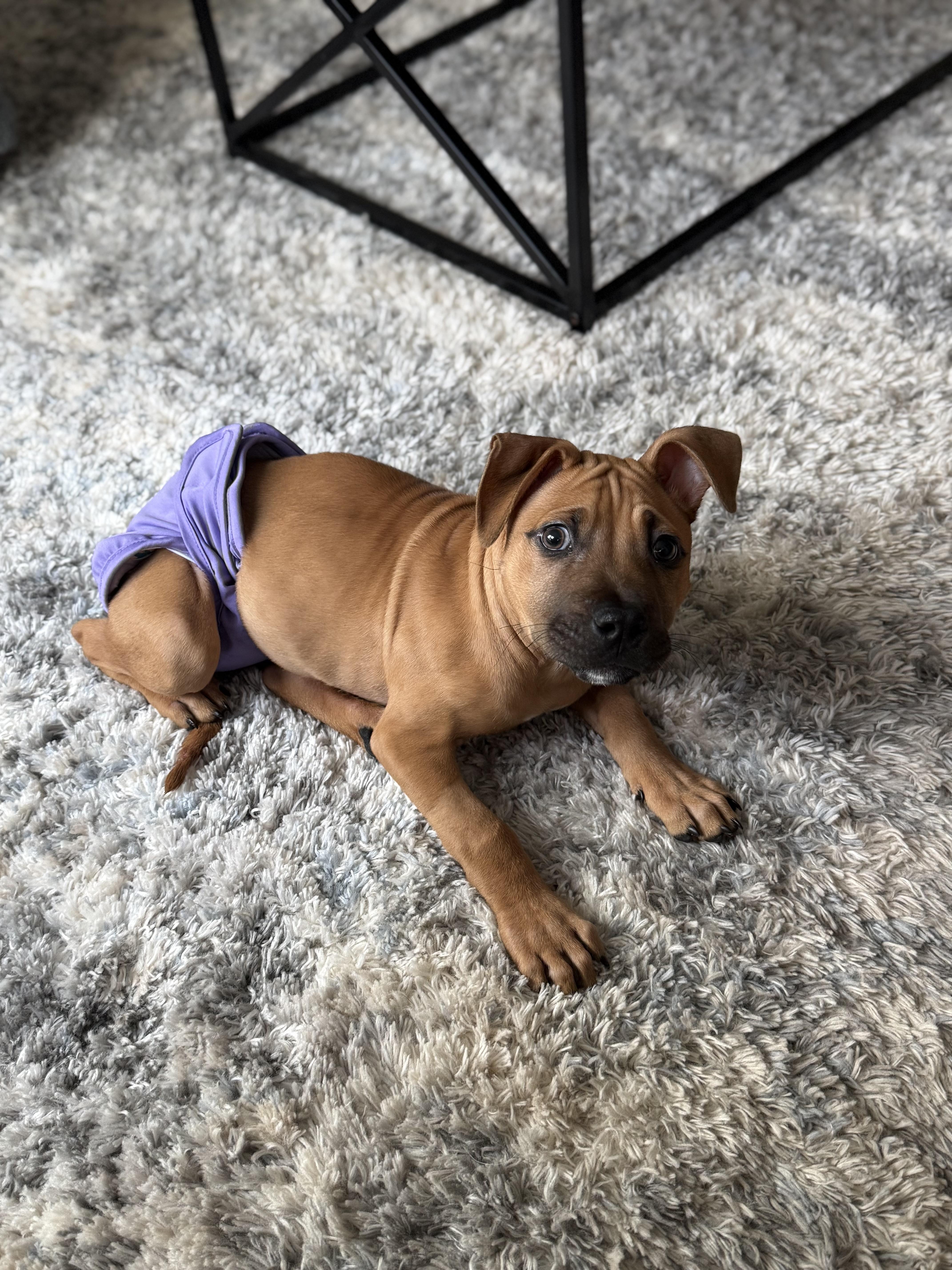Enlarge Lyra, a ADOPTABLE mixed breed in Tampa, FL image 2/4