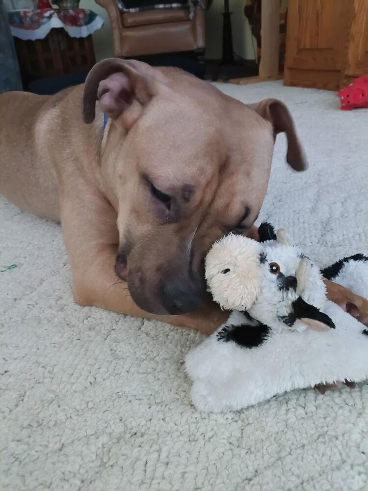Pork Chop, Adoptable, Young Male Boxer.