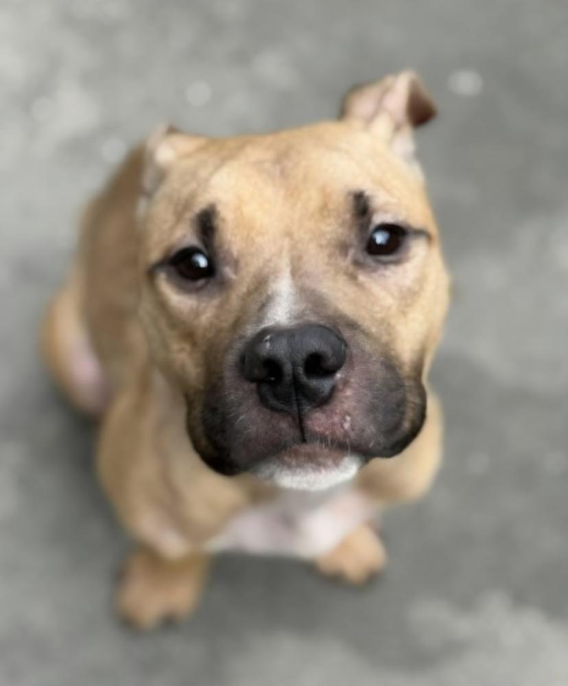 Enlarge Pork Chop, a Adoptable mixed breed in Appleton, WI image 2/2