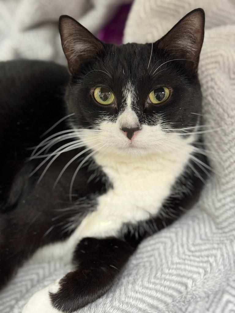 Eleanor, Adoptable, Adult Female Domestic Short Hair.