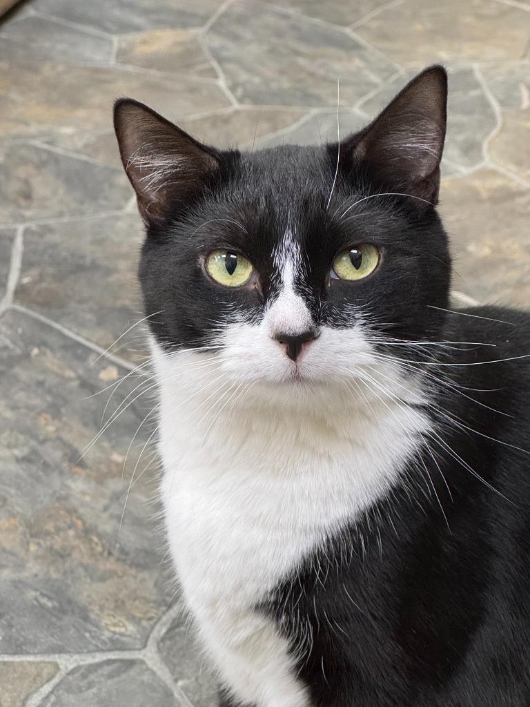 Eleanor, a Adoptable mixed breed in Shorewood, IL image 2/6