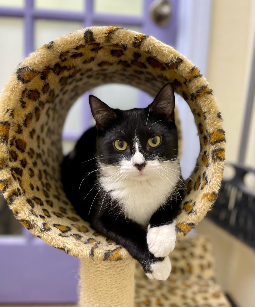 Eleanor, a Adoptable mixed breed in Shorewood, IL image 3/6