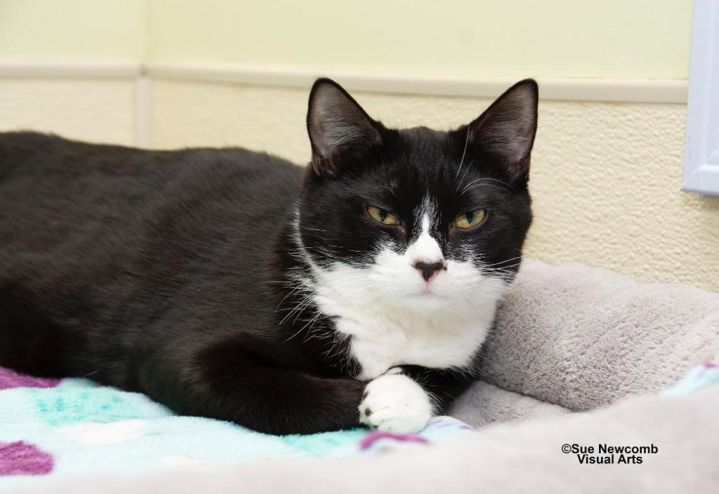 Eleanor, a Adoptable mixed breed in Shorewood, IL image 4/6