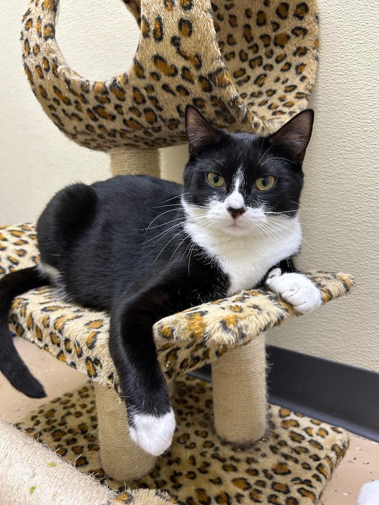 Eleanor, a Adoptable mixed breed in Shorewood, IL image 5/6