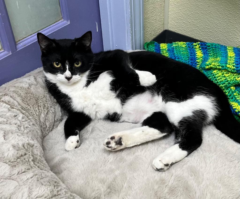 Enlarge Eleanor, a Adoptable mixed breed in Shorewood, IL image 6/6