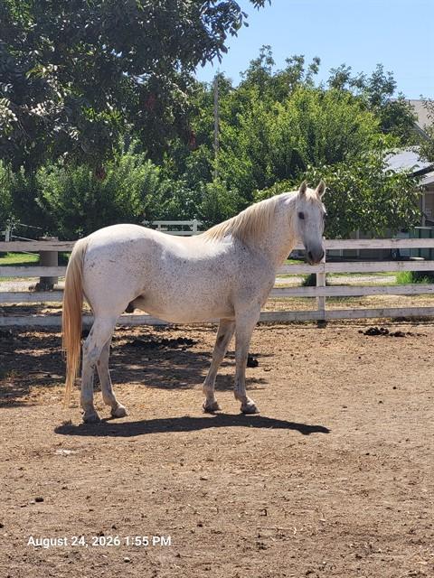 Enlarge A135750, a Adoptable Grade in Oroville, CA image 1/1