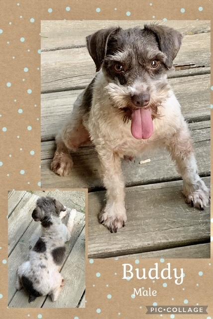 Buddy 1, Adoptable, Adult Male Miniature Schnauzer.