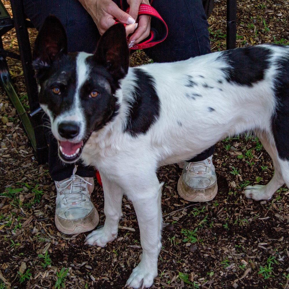 Thea, a Adoptable mixed breed in Bloomfield, CT image 1/3