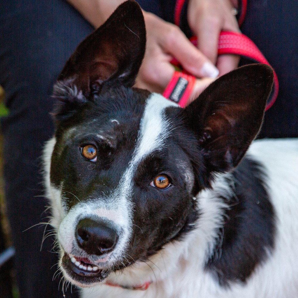 Thea, a Adoptable mixed breed in Bloomfield, CT image 2/3