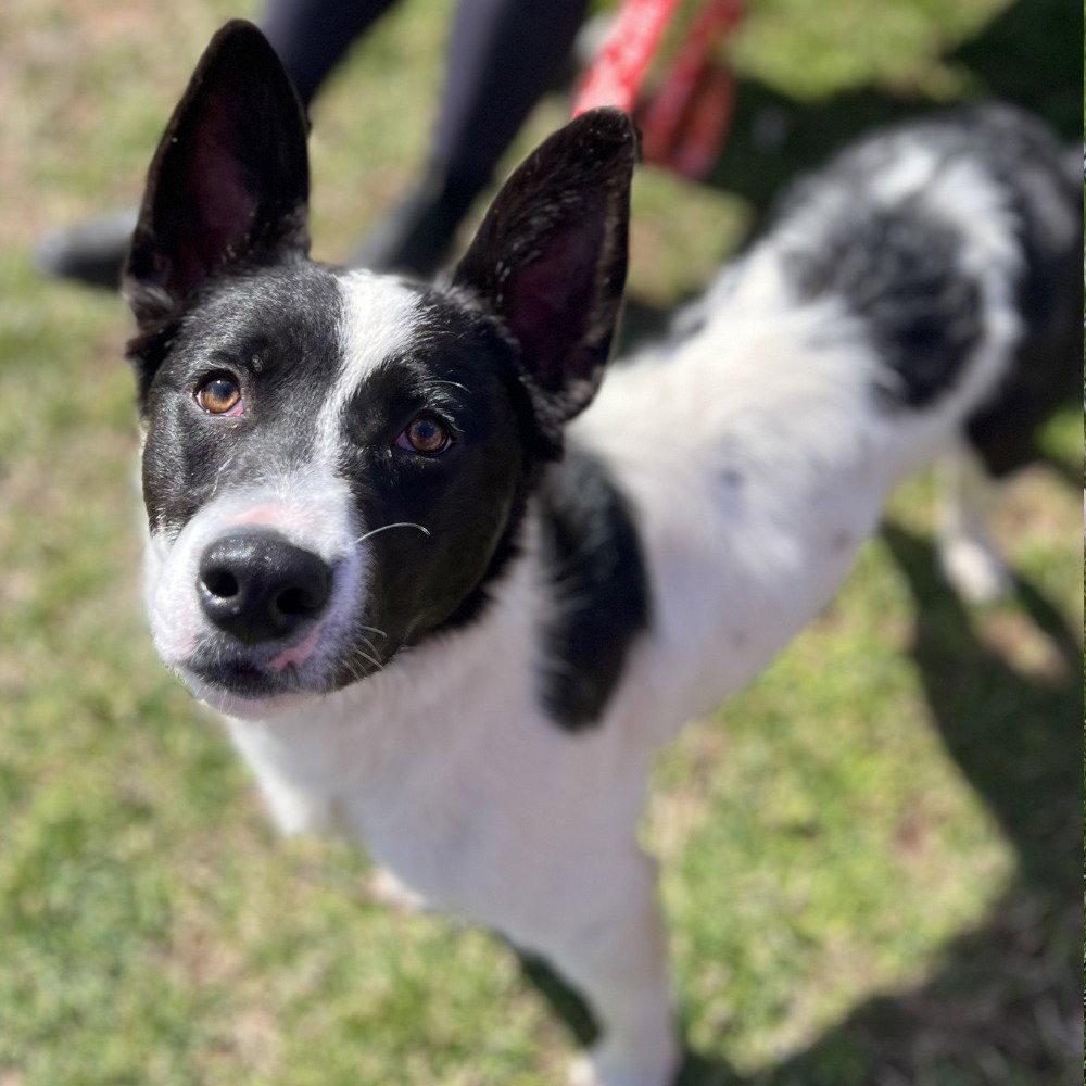 Enlarge Thea, a Adoptable mixed breed in Bloomfield, CT image 2/3