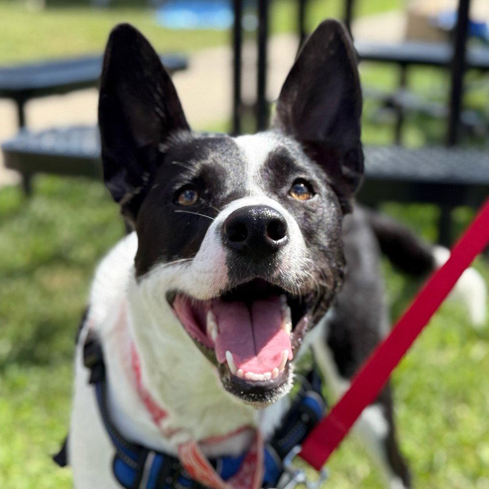 Enlarge Thea, a Adoptable mixed breed in Bloomfield, CT image 1/3